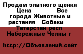 Продам элитного щенка › Цена ­ 30 000 - Все города Животные и растения » Собаки   . Татарстан респ.,Набережные Челны г.